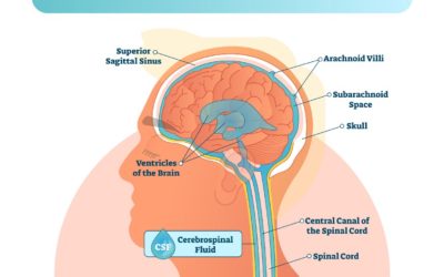 Foundational Correction & Cerebrospinal Fluid