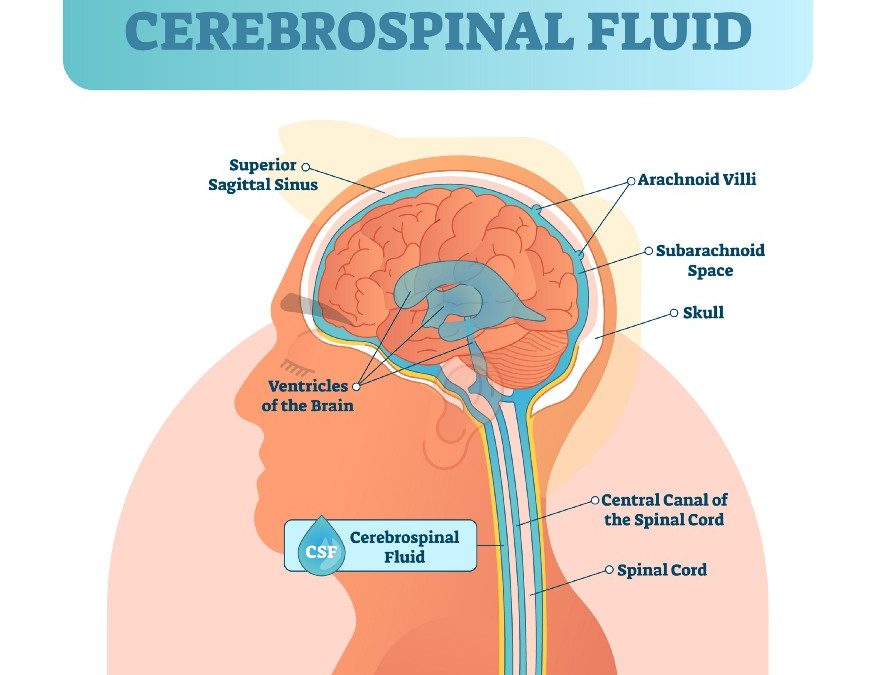 cerebrospinal fluid