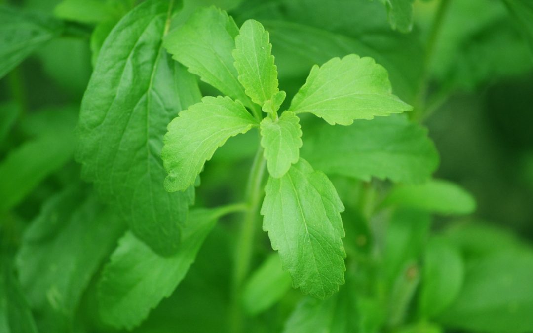 Stevia and Intermittent Fasting: Is it Healthy or Not?